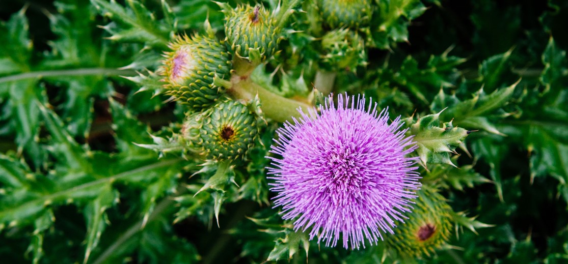 milk thistle1